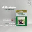 مینا پابلند رنگارنگ
