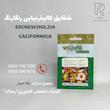 شقایق کالیفرنیایی رنگارنگ 