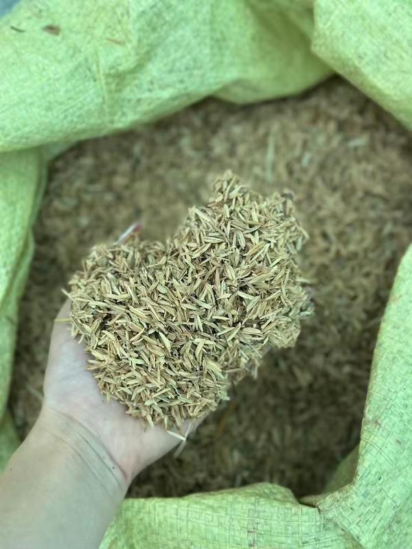 پوست برنج برای گیان زینتی و آپارتمانی
