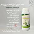 جلبک دريايى مايع آلگااستیم پرينوا ۱ لیتری