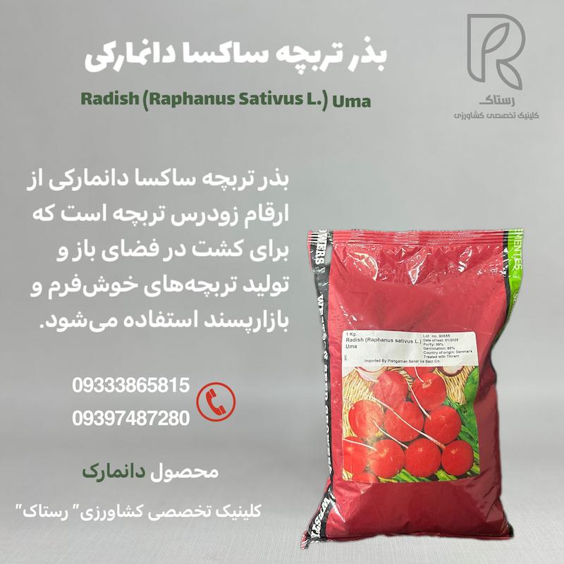 بذر تربچه نقلی ساکسا دانمارکی یک کیلویی