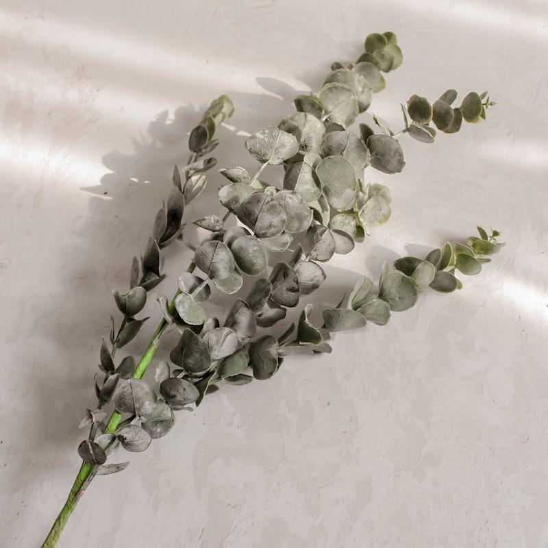 شاخه اکالیپتوس چرمی