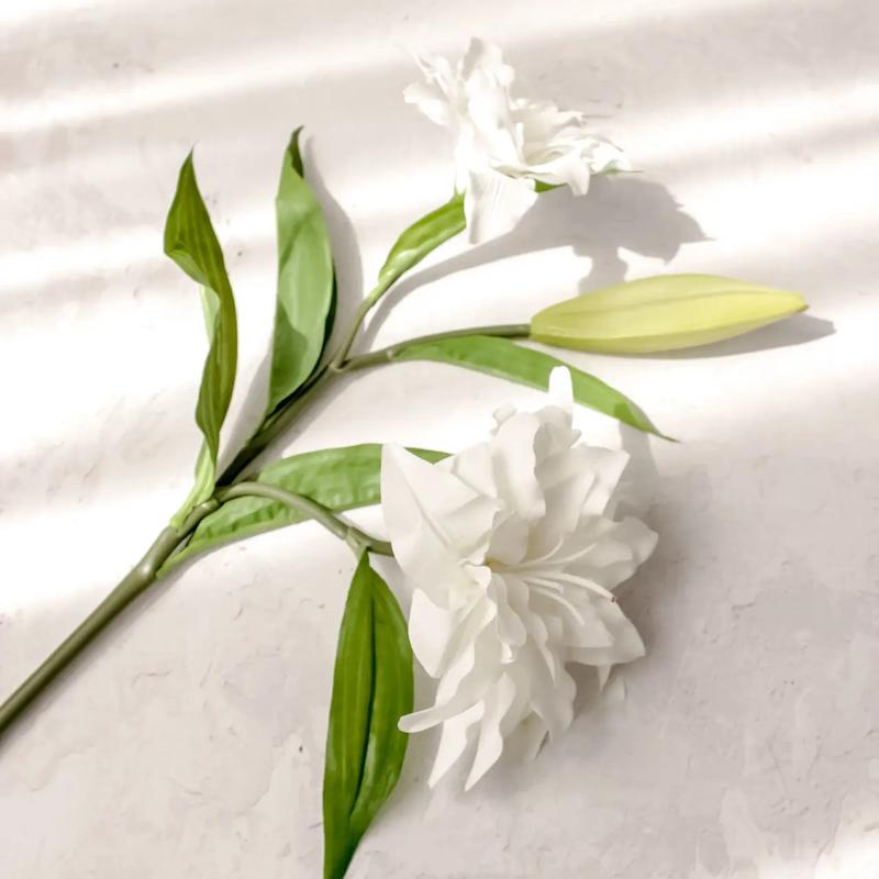 لی لی رز
