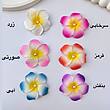 گیره انبری پلومریا نچرال رنگی🌼🩷