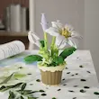 لگو گل یشم