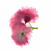 پارفوم زارا Violet Blossom Night Collection