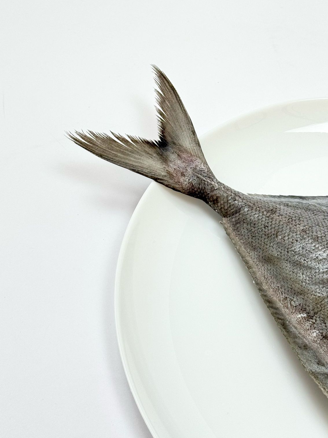  ماهی حلوا سیاه شکم خالی 