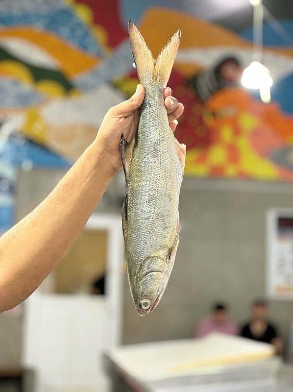 ماهی راشگو ( تک پرسی)