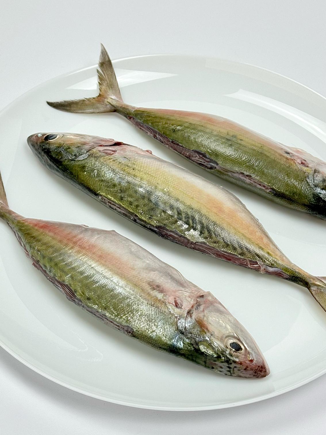 ماهی طلال(تک‌پرسی)