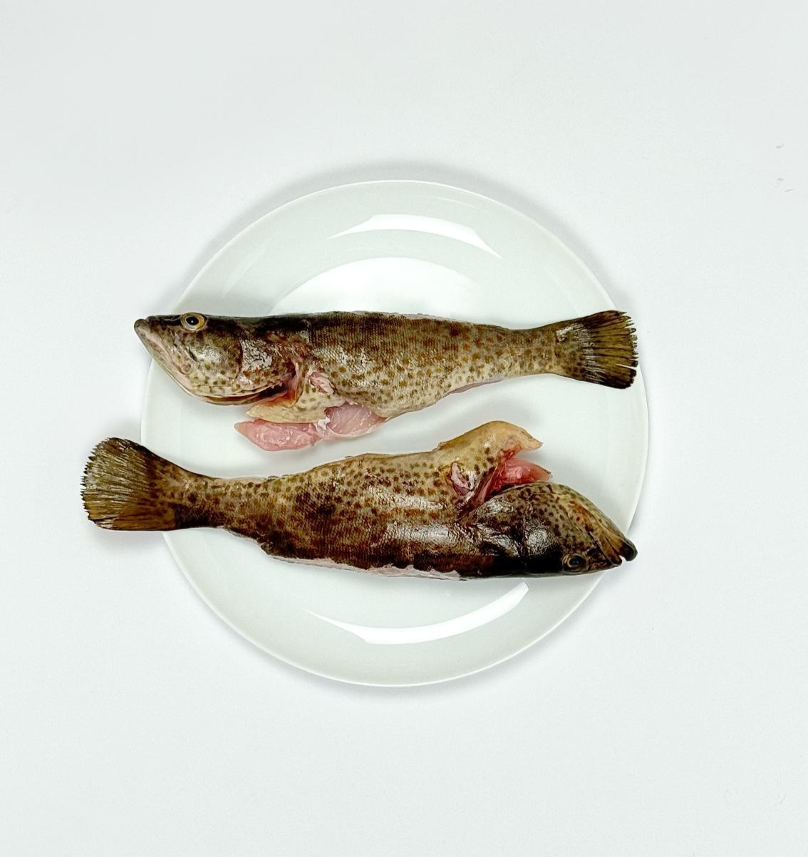 ماهی هامور(درسته و شکم خالی)