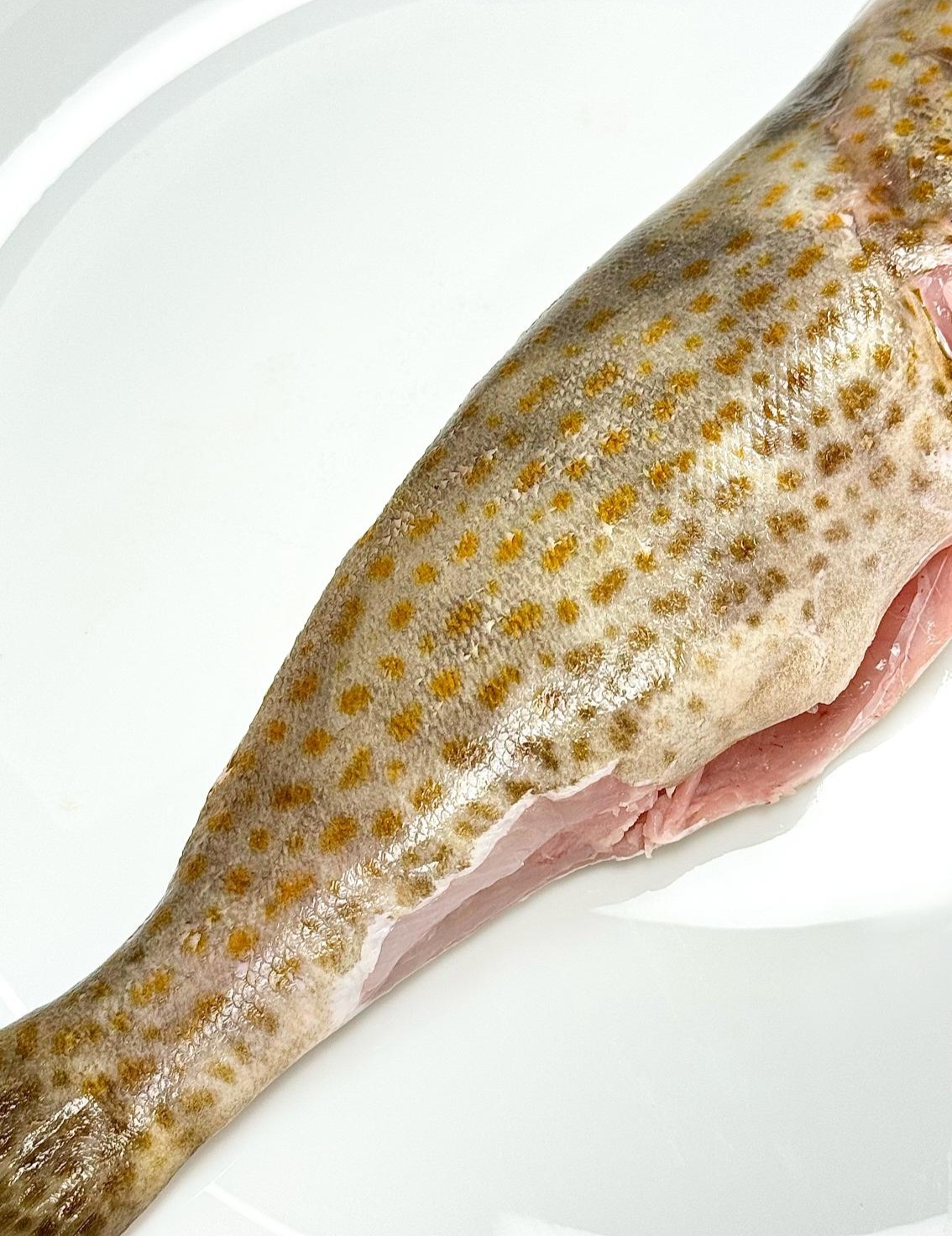 ماهی هامور(درسته و شکم خالی)