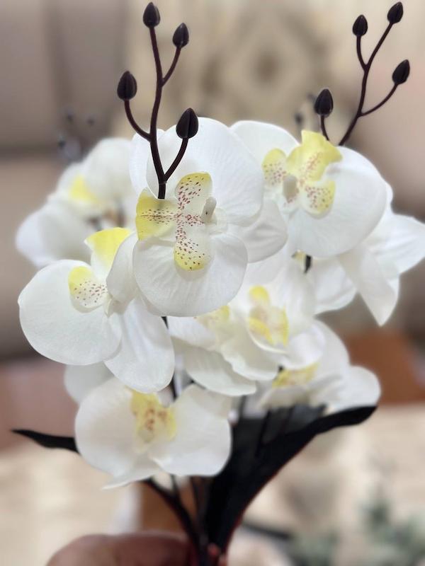 گل ارکیده 20 گل سوخته