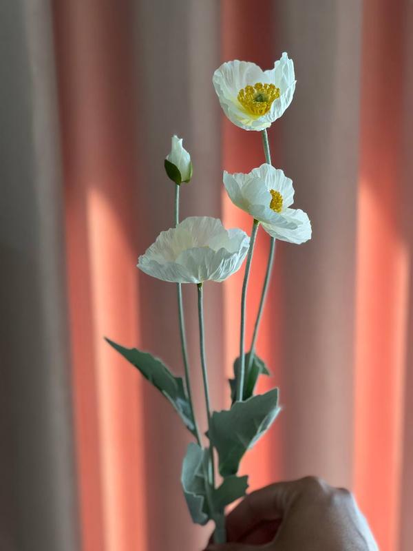 گل شقایق 