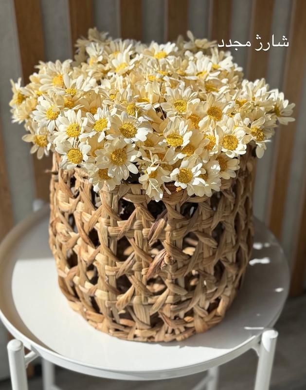 گل بابونه درشت