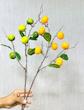 شاخه نارنگی_گل 