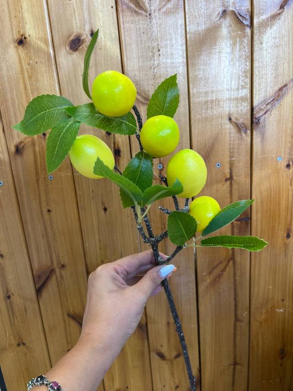 گل شاخه لیمو۵
