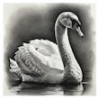 ست طراحی 8 تکه Simply دالررونی