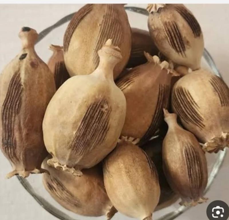قوزک خشخاش یا گرز خشخاش ۱ کیلویی 