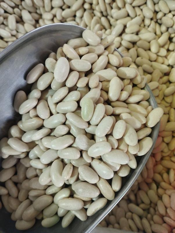 لوبیا سفید خوش پخت