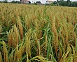 برنج روستای گیلده آستانه اشرفیه