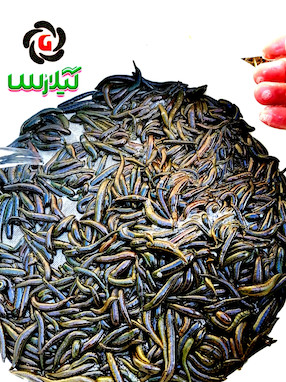 نحوه نگهداری از زالو طبی