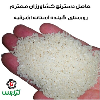 فروش برنج (نیم دانه) باب خانه هاشمی روستای گیلده آستانه اشرفیه 10 کیلویی 