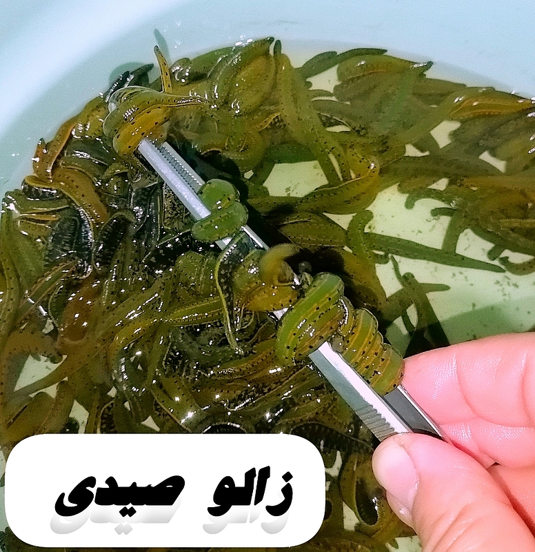 فروش ویژه  ( زالو صیدی ) قرنطینه شده