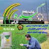 فروش برنج لاشه (نیم دانه) هاشمی روستای گیلده آستانه اشرفیه 10 کیلویی 
