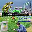 فروش برنج (نیم دانه) باب خانه هاشمی روستای گیلده آستانه اشرفیه 10 کیلویی 