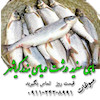 ماهی سفید تازه صید دریای شمال ( گیلان ) قیمت روز