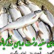ماهی سفید دریای شمال