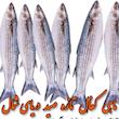 ماهی کفال دریای شمال