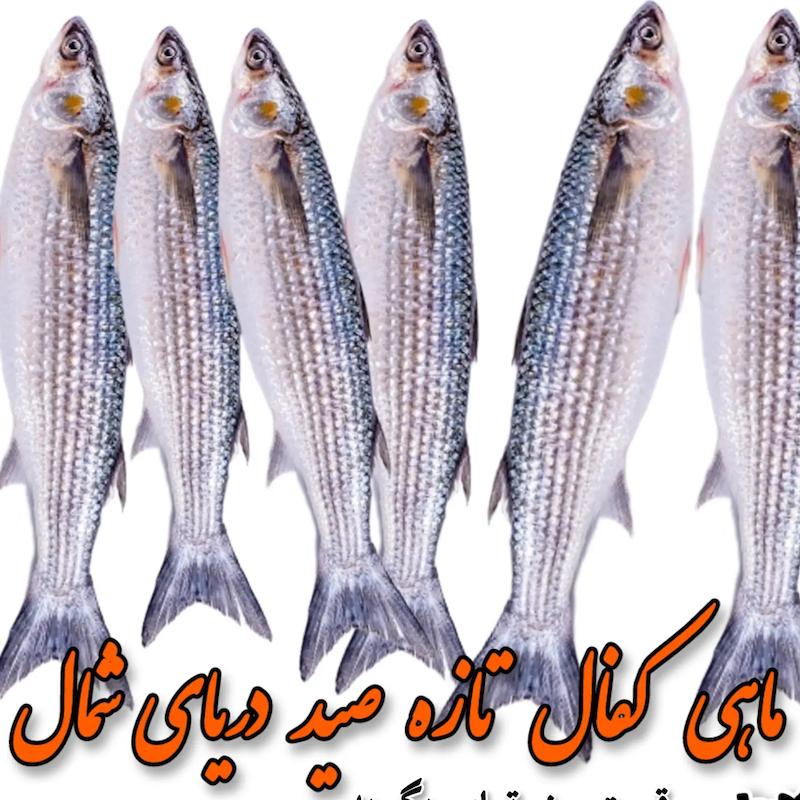 ماهی کفال دریای شمال
