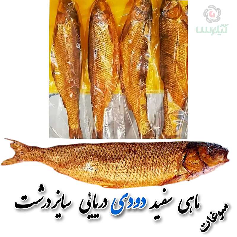 ماهی سفید دودی صید دریا ( درشت )