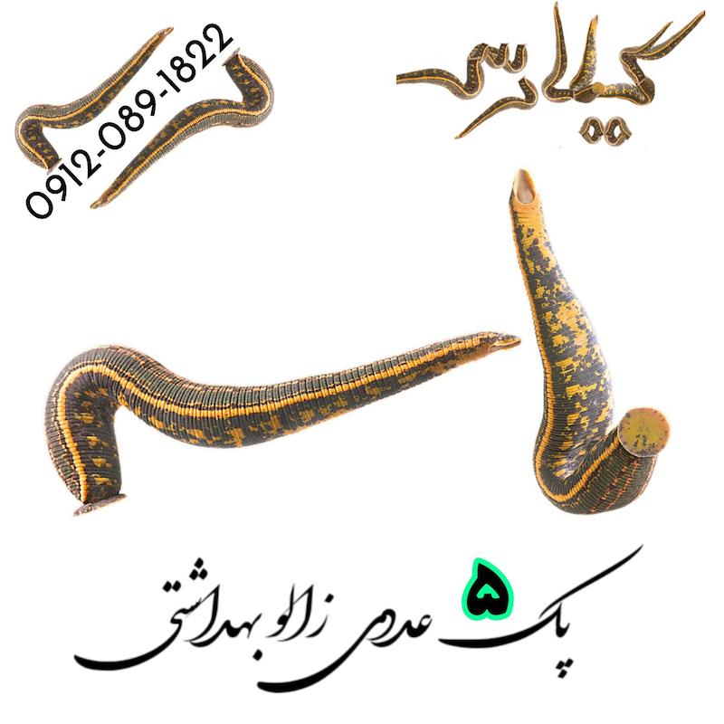 پک ( 5 عددی ) زالو طبی و بهداشتی گیلارُُس