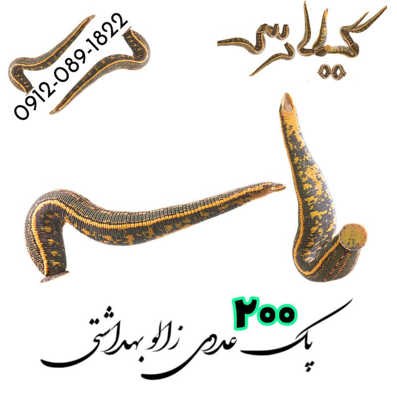 فروش پک 200 عددی زالو طبی و بهداشتی گیلارُس ( ارسال رایگان)