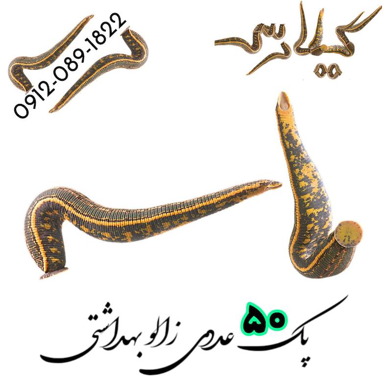 فروش پک 50 عددی زالو طبی و بهداشتی گیلارُس ( ارسال رایگان)