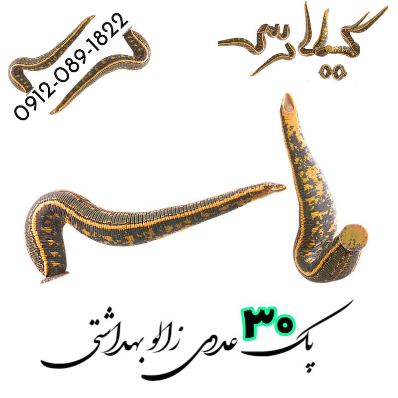 فروش پک 30 عددی زالو طبی و بهداشتی گیلارُس 