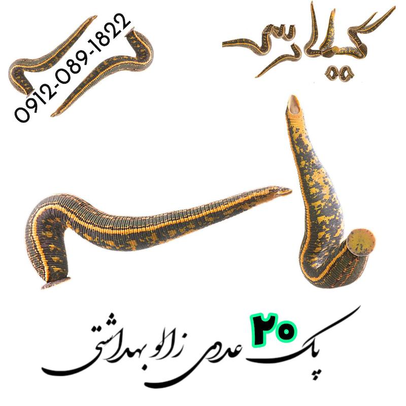 پک 20 عددی زالو طبی و بهداشتی گیلارُس 