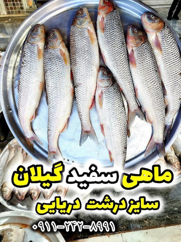 ماهی سفید درشت دریایی گیلان - بندر کیاشهر 
