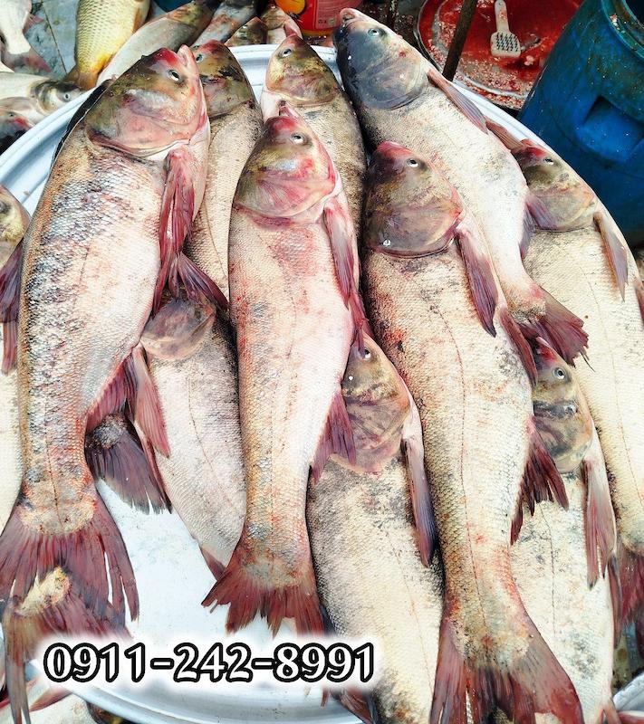 ماهی بیگ هد ( کپور سرگنده ) فروش سراسری