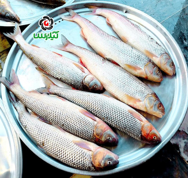 ماهی سفید سایز متوسط درشت