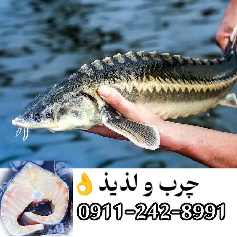 گوشت ازون برون چرب و لذیذ 