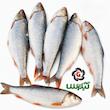ماهی سفید تازه صید دریای شمال ( گیلان )  درشت عددی