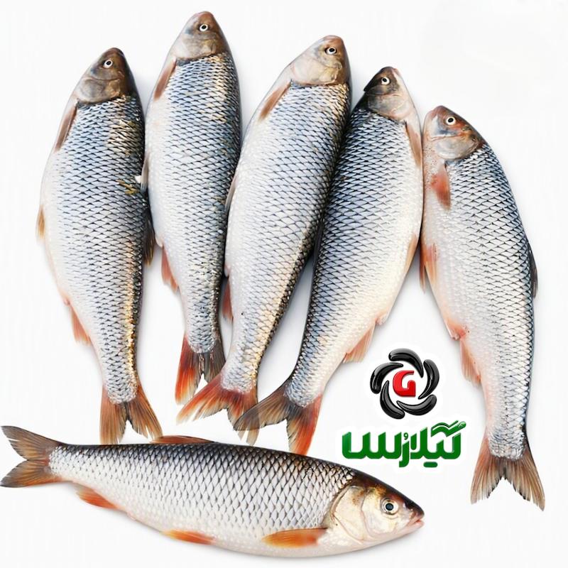 ماهی سفید تازه صید دریای شمال ( گیلان )  درشت عددی