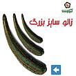 فروش  عددی زالو طبی 7 الی 9 سانت سایز بزرگ و بهداشتی گیلارُس