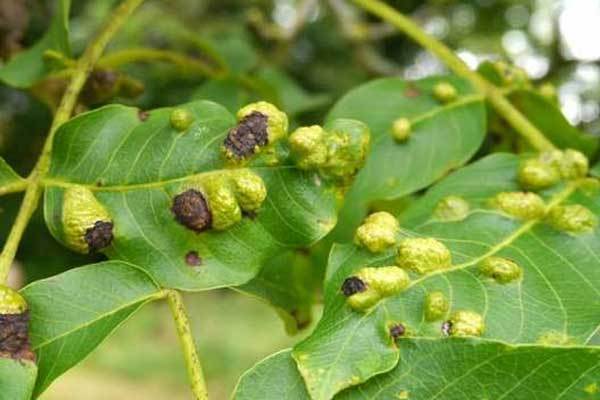 آفات درخت