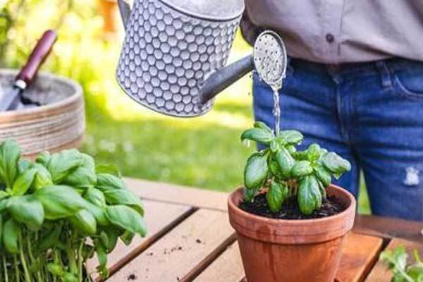  روش صحیح آبیاری گیاه
