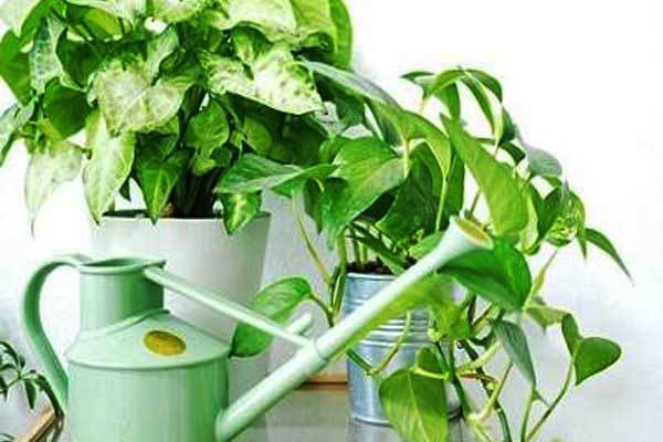 از چه آبی برای گلدان استفاده کنم؟
