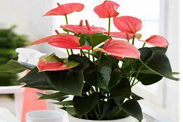 خرید خاک، کود و تقویت کننده های گلباران سبز گیلان